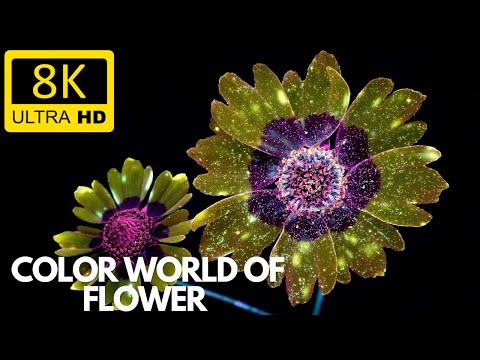 The Most Beautiful Flowers Collection 8K ULTRA HD  8K TV