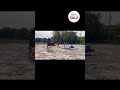 Gelding Selle Fran&ccedil;ais For sale 2021 Bay