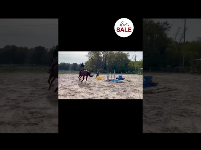 Gelding Selle Fran&ccedil;ais For sale 2021 Bay