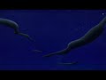 Aladdin 2 The Return Of Jafar Nights Of Arabia Latino Sub Eng Spn