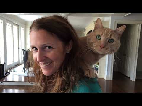 Wilbur the Wackjob Cat