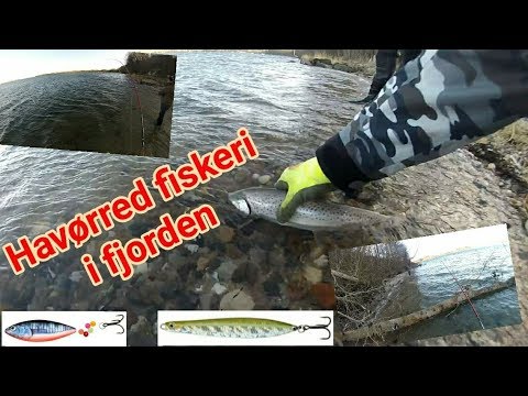 Havørred Fiskeri I Kolding Fjord