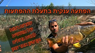 הפתעה ענקית בתעלת ההפתעות דיג מושטים לבנים גדולים בדיג בוס. וקרפיון אחד ענק.