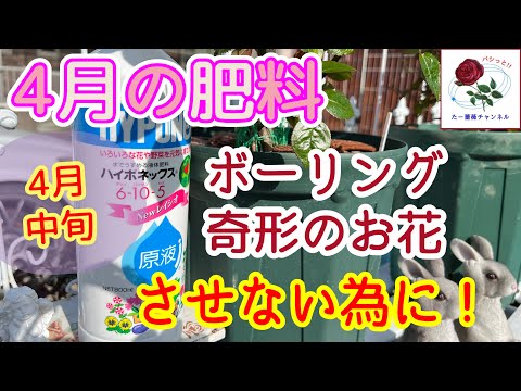 ディプラデニアにいつ肥料を適用するか 天然ヒース土壌を肥料にする方法