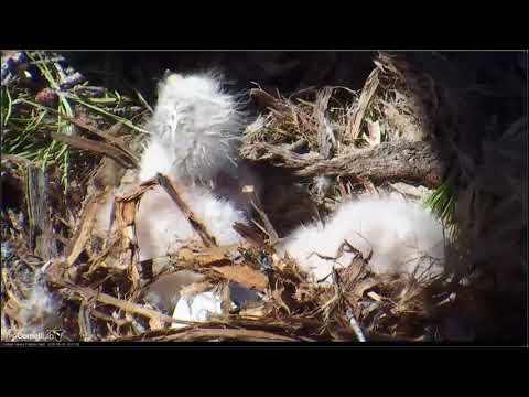 04 23 2018 Red tailed Hawk   2 Kücken