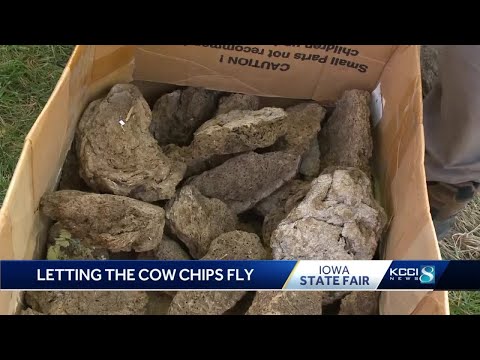 Cow chip tossing secrets at the Iowa State Fair
