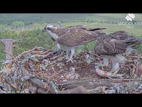 Breakfast arrives for the three Loch Arkaig Osprey chicks when Louis brings a huge fish 27 May 2025