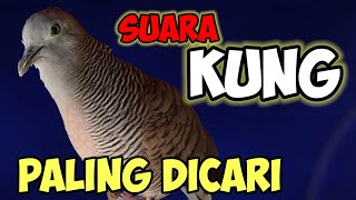 Download lagu Perkutut lokal suara KUNG paling dicari. mp3 Download lagu Perkutut lokal suara KUNG paling dicari. mp3