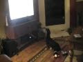Sassy The Basset Hound 51 2 Mths Old Watches The News