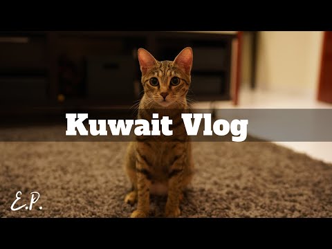 TRAVEL VLOG | Kuwait #7 Cats, Camels, Money, and Other Discoveries