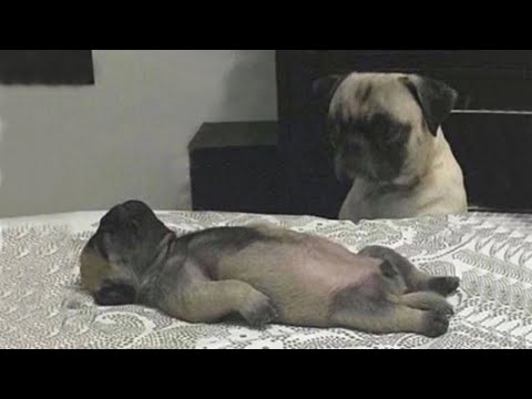 Les animaux les plus drôles 2024 nous rendent heureux - les vidéos les plus drôles de chats et de chiens