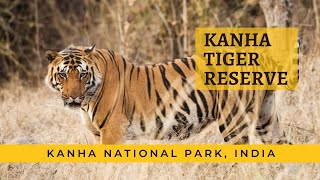 Kanha Tiger Safari Information | How Many Safaris To Take 