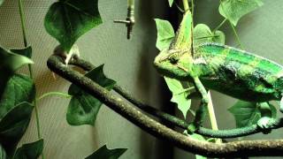 Veiled chameleon eating fuzzy mouse