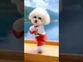 Cute dog dance #cute #funny #dance #0116