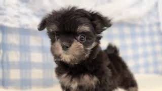 ハーフ犬の動画01
