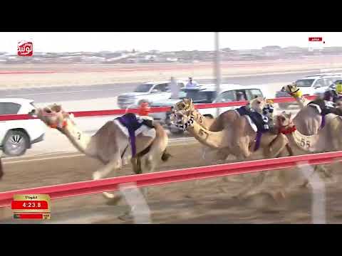 ش 17 (الفارس) لـ راشد محمد بن صلاح الراشدي 5:47:24 ، مهرجان ختامي الوثبة 2026/03/01 حقايق