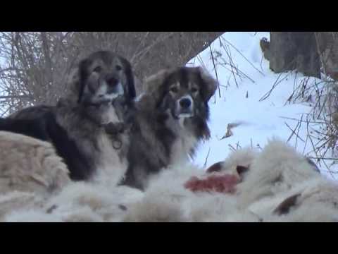 Câini ciobanesti romanesti carpatin!!