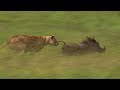 Mother Lioness Hunts Warthog BBC Earth