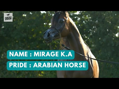 Arabian Horse MIRAGE K.A - QR Marc x Magnums Rose