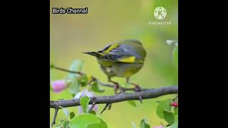 Download lagu Burung Pipit Hijau Eropa @birdschannal mp3