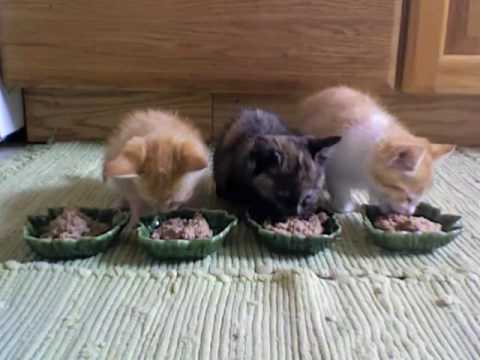 Lunch with The Drapers