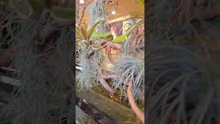 다낭 고양이 카페