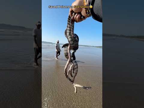 Saved a sea snakes and gave them another chance at life 🥹