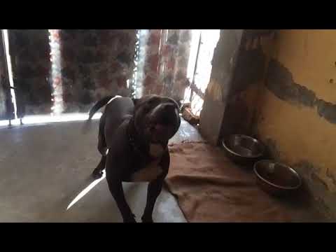 Xxl Studpitbull available for mating in mumbai and nearby cities