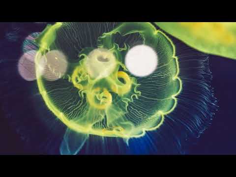 NUERA x LOREEN Magnolia x My heart is refusing me (Radio Killer Me'Mories Deep House Remix) (Mashup)