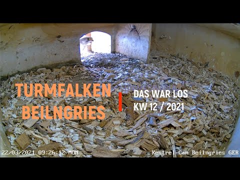 Turmfalken Beilngries - Das war los...in KW 12 / 2021