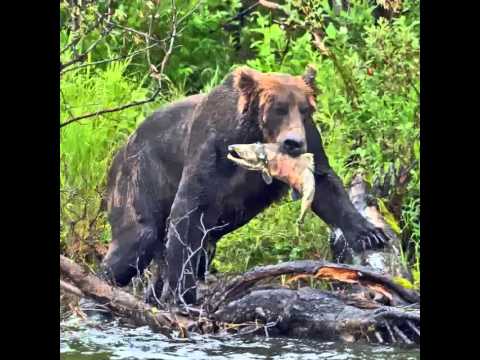 Fred spears sings wolverton mountain