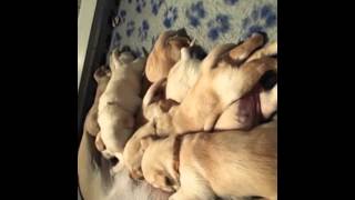 Cuccioli Labrador Miele, durante la cena a base di latte