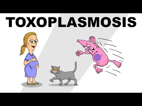 A toxoplazmózis hagyományos kezelése