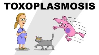 Toxoplasmosis - Plain and Simple