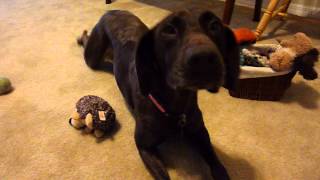 preview picture of video 'DogVacay Winter Haven: Coco plays with Hedgehog Squeaky Toy'