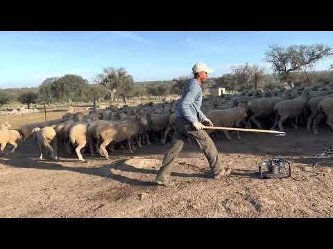 Fotograma del vídeo: Preparando las ovejas , descole o eliminación de cascarrias, la preesquila !