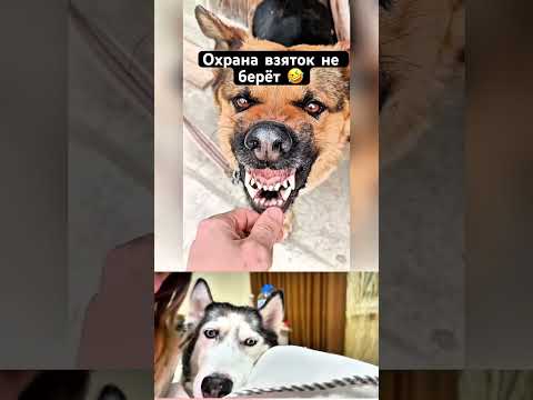 ДО СЛЁЗ ПРОСТО🤣 #собаки #собака #смешно #смешное #смех #охрана #реакция #прикол #приколы #реакции