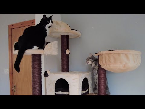 Cats & Kitten React To New Cat Tree | 4K