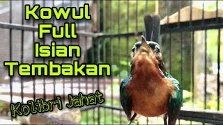 Download lagu Kolibri Wulung Bongkar Isian Speed Rapat, Kowul Bahan Langsung Ikut Bunyi mp3