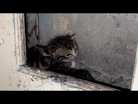 Helping 20 cats and kittens in a Brooklyn basement