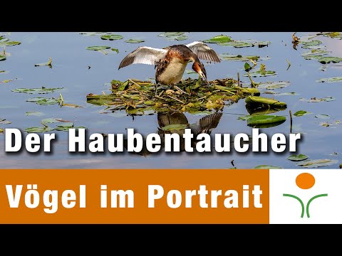 Vögel im Portrait 04 - Der Haubentaucher