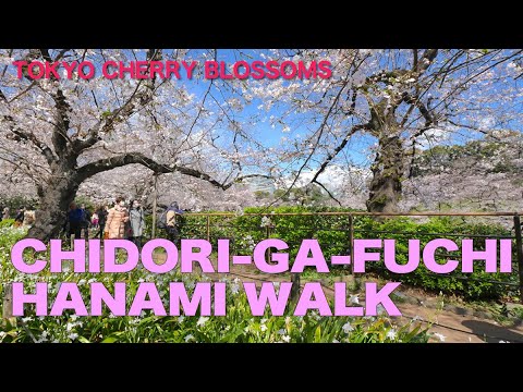 Hanami Walk at Chidori-ga-fuchi Green Way in Tokyo 🌸