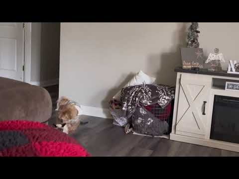 #cat #short She’s in heat - he’s wearing a diaper…they are a mess!   #modaymatin