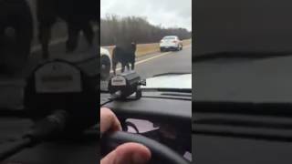 faze tari cowboy pe masina