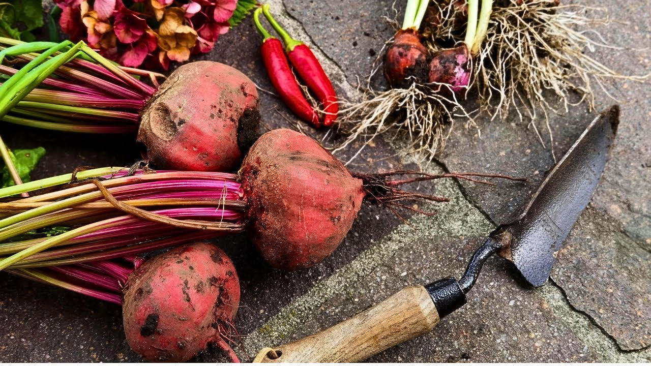 The BENEFIT of BEET ROOT SUPPLEMENTS
