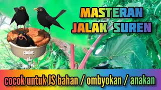 Download lagu masteran JALAK SUREN bahan anakan trotolan || plus terapi air mengalir mp3 Download lagu masteran JALAK SUREN bahan anakan trotolan || plus terapi air mengalir mp3