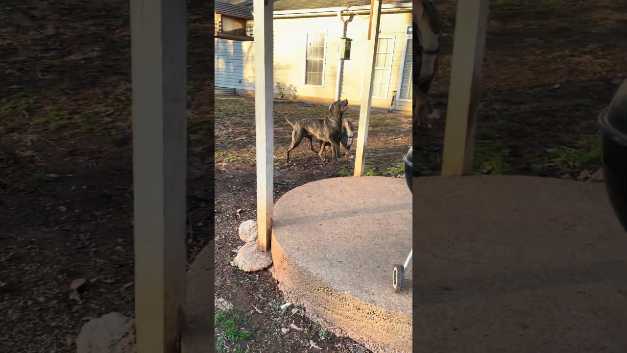 Miara, a Adoptable Mixed Breed in Fredericksburg, VA video 6/6