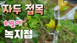 녹지접 성공 !!  뭐야  자두나무가 8월에 꽃이 많이 피었다