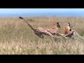 Tiger Hunting Deer