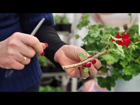 Ingrijirea muscatelor pe timpul iernii